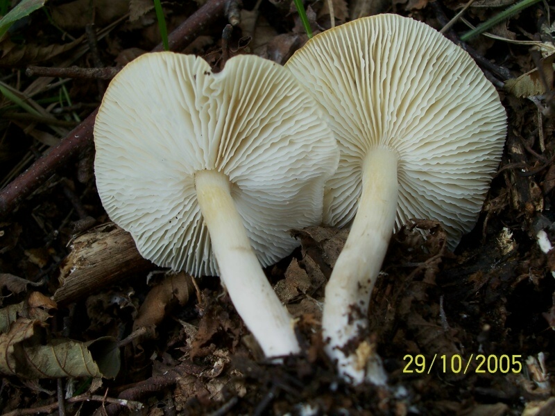 Tricholoma scalpturatum